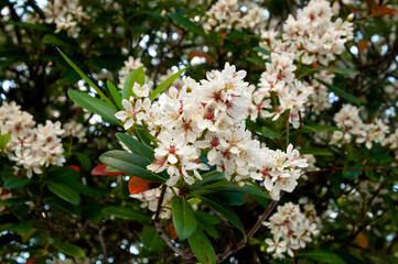 オキナワシャリンバイ（沖縄車輪梅）