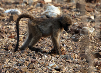 Baby baboon, Chobe National Park, Botswana
