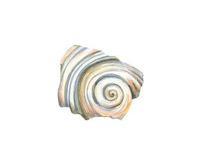 Watercolor white shell isolated on a white background. Shellfish. The fragment is a seashell. Pearl. Hand drawing. Spiral. Snail