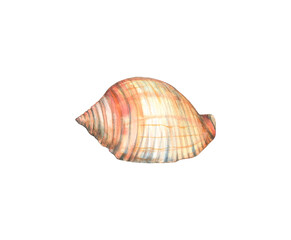 Watercolor beige seashell isolated on a white background. Spiral. Shellfish. Seashell Alphabet cone. Snail. Ocean. Hand drawing.