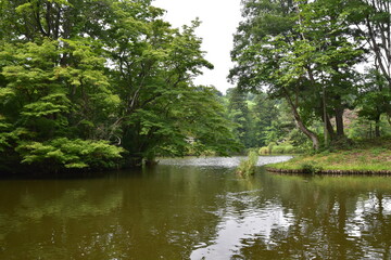 森の中に広がる池