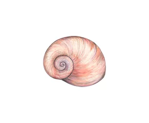 Poster Watercolor beige-pink seashell isolated on a white background. Snail. Spiral. Shellfish. Sea shells. Hand drawing. © Елена Попова