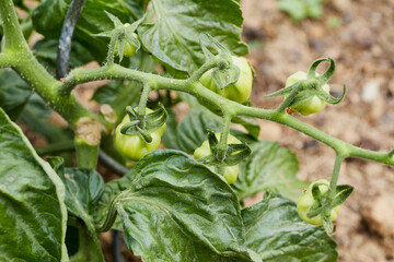 green growing tomatoes on a branch in a garden