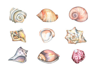 Watercolor set seashells isolated on a white background. Shellfish. Seashells. Snails. Spiral. The cone. Murex. Ammonite. Oyster. Hand drawing