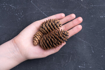 Three brown fir cones in a female palm on a dark background