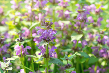 Flowering forest cornflowers. Sunny spring meadow	