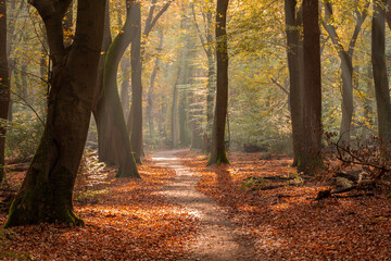 Forest path in the autumn