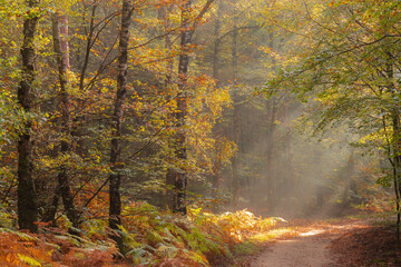 Early rays of the sun illuminate the colorful forest in autumn time