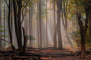 The dancing trees in one of the oldest and most beautiful forests in the Netherlands.