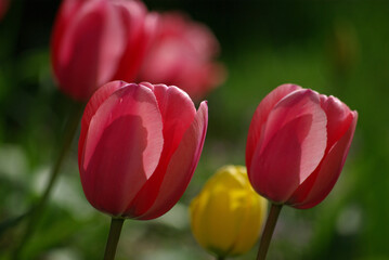 Fototapeta premium Tulipes roses au printemps