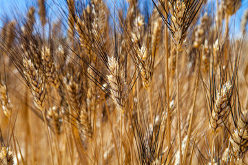 Ears wheat - Siclian wheat field, grain field