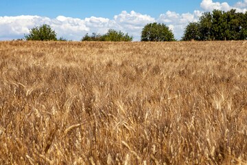 A Siclian wheat field, grain field
