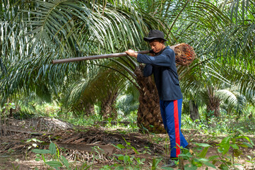 Young Asian farmer harvest oil palm. Portrait traditional farmer carry away oil palm fruit.