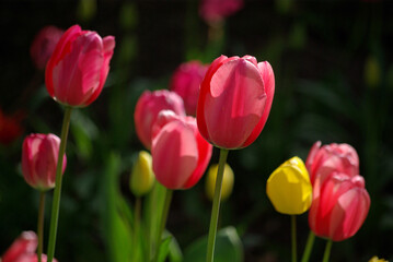 Tulipes roses et jaunes au jardin