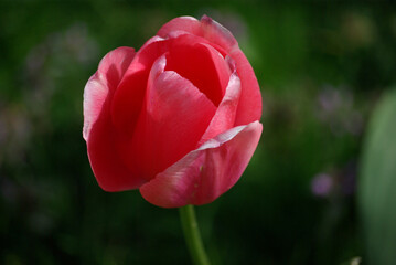 Tulipe rose au printemps