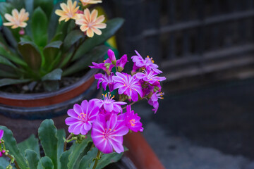 Blooming flowers with dew flowers and green leaves，Lewisia cotyledon