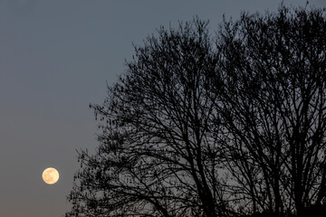 full moon behind branches of tree
