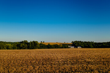 wheat field with barn
