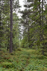 Fototapeta na wymiar Path in a dense forest environment with big green fir trees