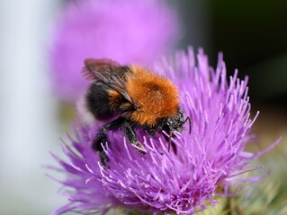 The bumblebee Bombus hypnorum collecting pollen in a thistle flower
