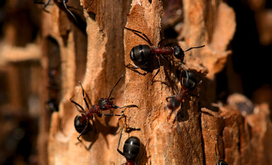 ants in the anthill
