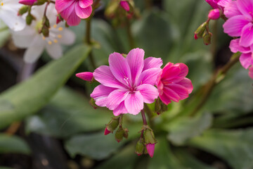Blooming flowers with dew flowers and green leaves，Lewisia cotyledon