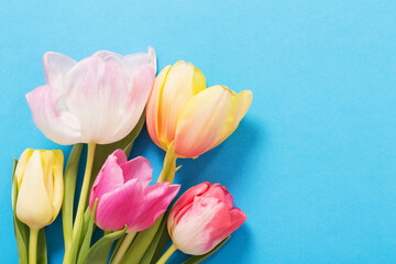 pink  and yellow tulips on blue paper background