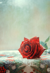 red rose