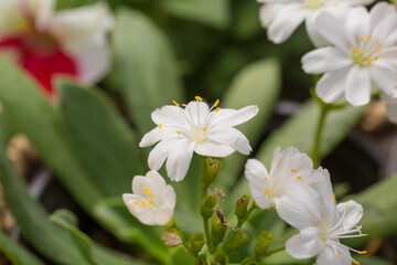 Fototapeta na wymiar Blooming flowers with dew flowers and green leaves，Lewisia cotyledon