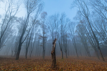 Landscape with beautiful autumn park  and fog
