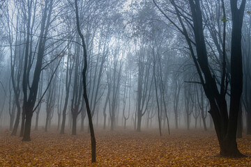 Landscape with beautiful autumn park  and fog