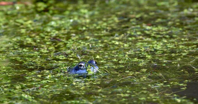 Blue males of the  moor frog (Rana arvalis) in the pond