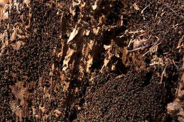 Ants on an anthill in the forest - obrazy, fototapety, plakaty