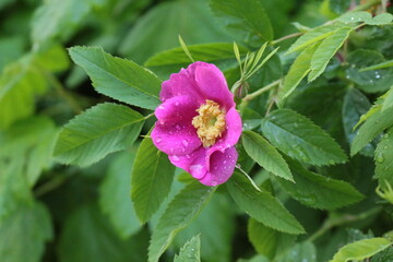 Drops of summer rain remained on delicate pink rose petals