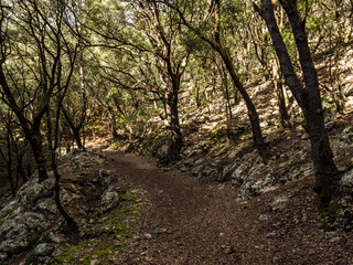 Obraz premium walking path with magical ambient paved with rocks towards the tourist attraction of the famous Es Freu (Orient), hiking area near the village of Bunyola on the balearic island of mallorca, spain