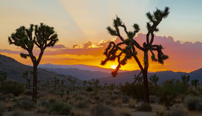 Fototapeta na wymiar Sunset over Joshua Tree National Park in California, USA