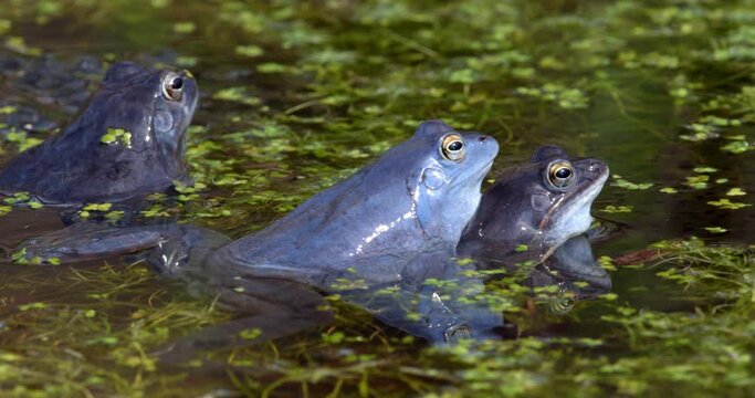 Blue males of the  moor frog (Rana arvalis) in the pond