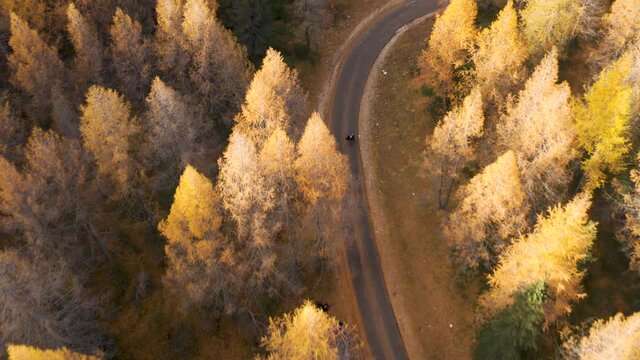 People walking to a car, on a small road in a larch tree forest in the Dolomites