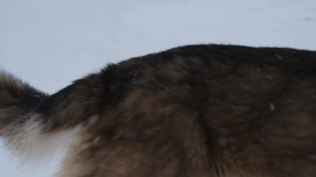 one brown wolf-like dog sniffs the snow
