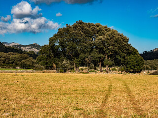 Obraz premium landscape at Es Freu (Orient), hiking area near the village of Bunyola on the balearic island of mallorca, spain