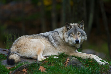 gray wolf 