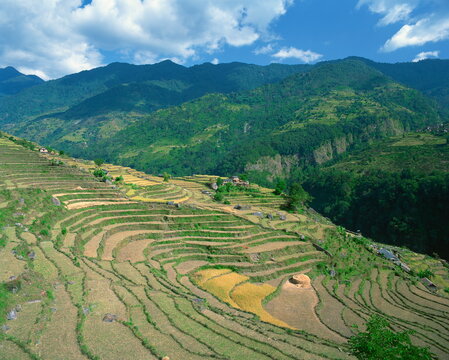 Terraced fields at rice harvest time in Annapurna District in Nepal