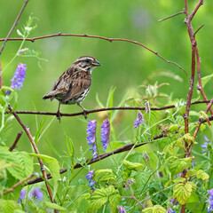 song sparrow in summer