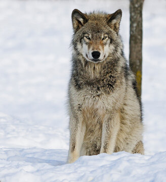 Wolf Sitting Images – Browse 29,611 Stock Photos, Vectors, and Video |  Adobe Stock