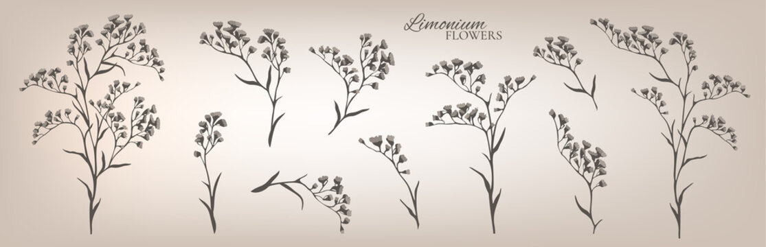 Limonium branches set. Floral collection. Vector illustration