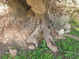 Olive tree branches in Tiaret, Algeria