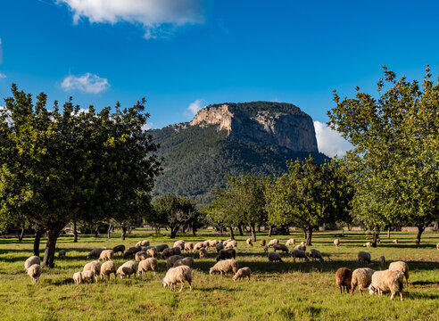 sheeps on the field with trees and sky on the balearic island with Castillo de Alar&oacute; in the background of Mallorca, Spain