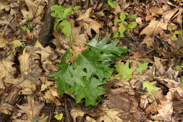 Strong wind broke a twig from an oak tree with bright young leaves during a spring rain. A wet branch lies on dry leaves.