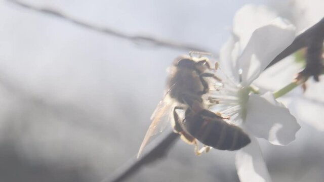 Honey bee crawling on beautiful white flower slow motion