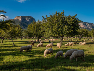 sheeps on the field with trees and sky on the balearic island with Castillo de Alaró in the...